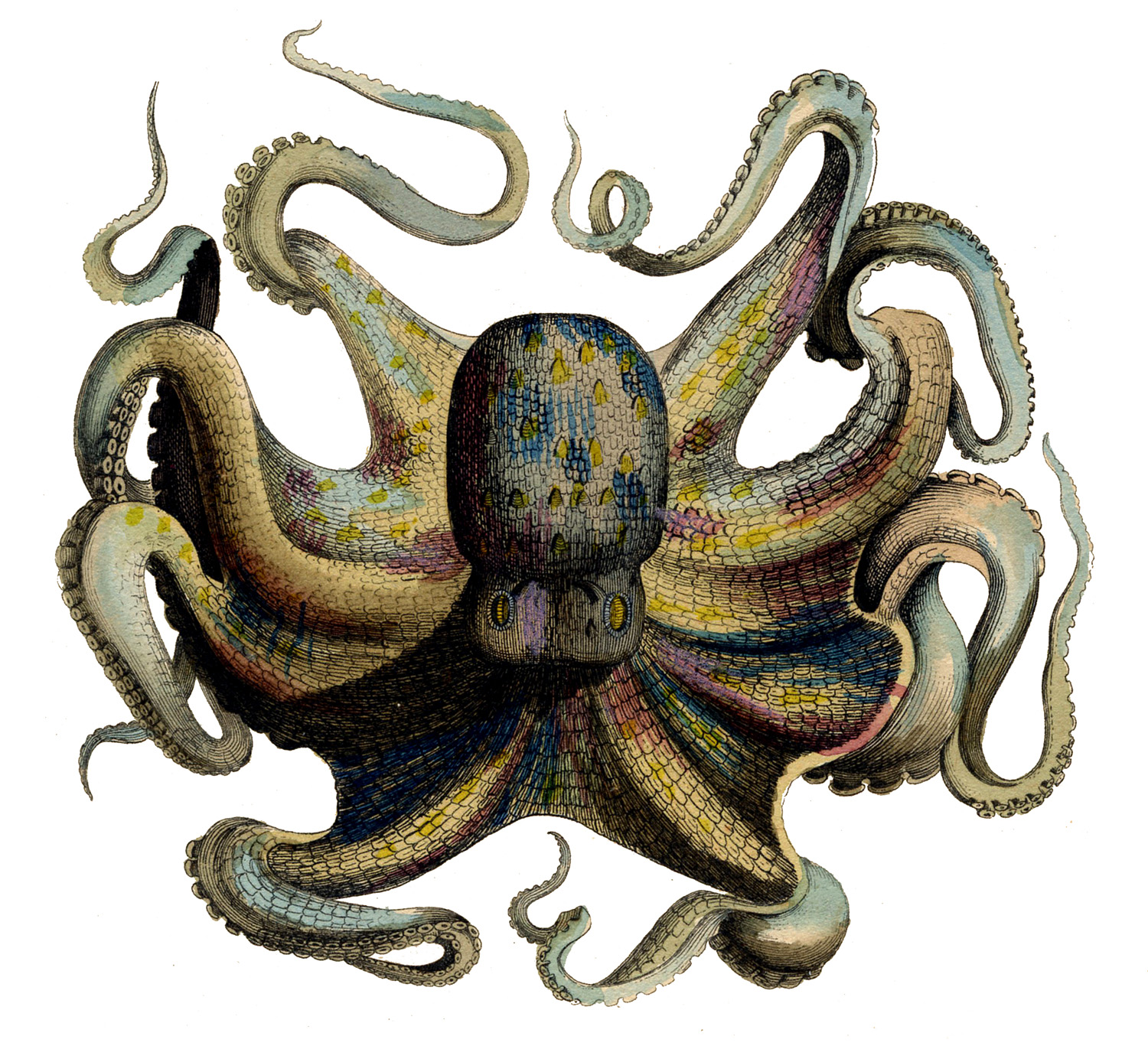 vintage octopus clipart - photo #9