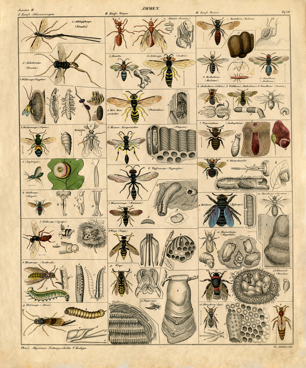 vintage insect clipart - photo #40
