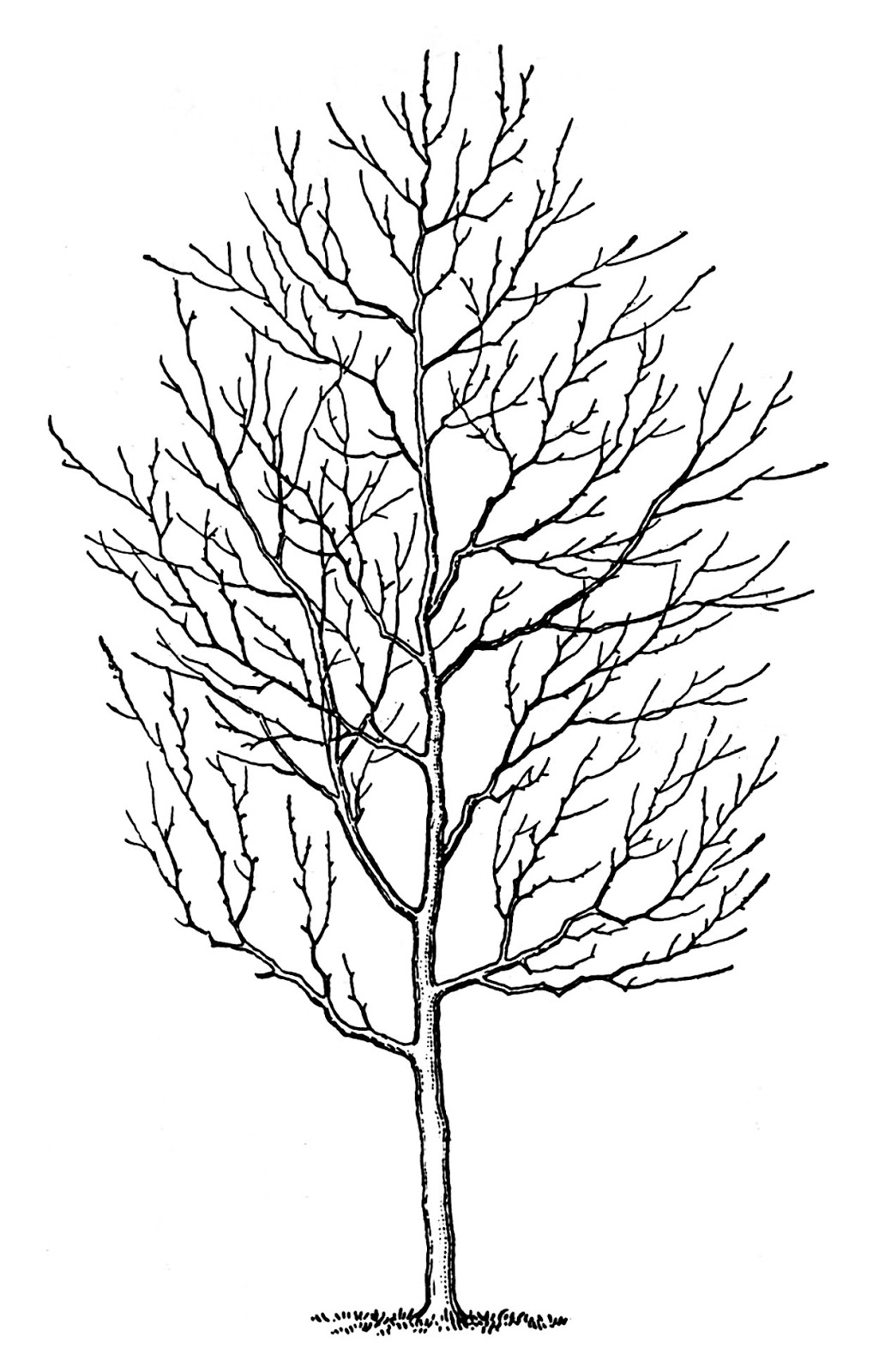clip art line drawing of a tree - photo #7