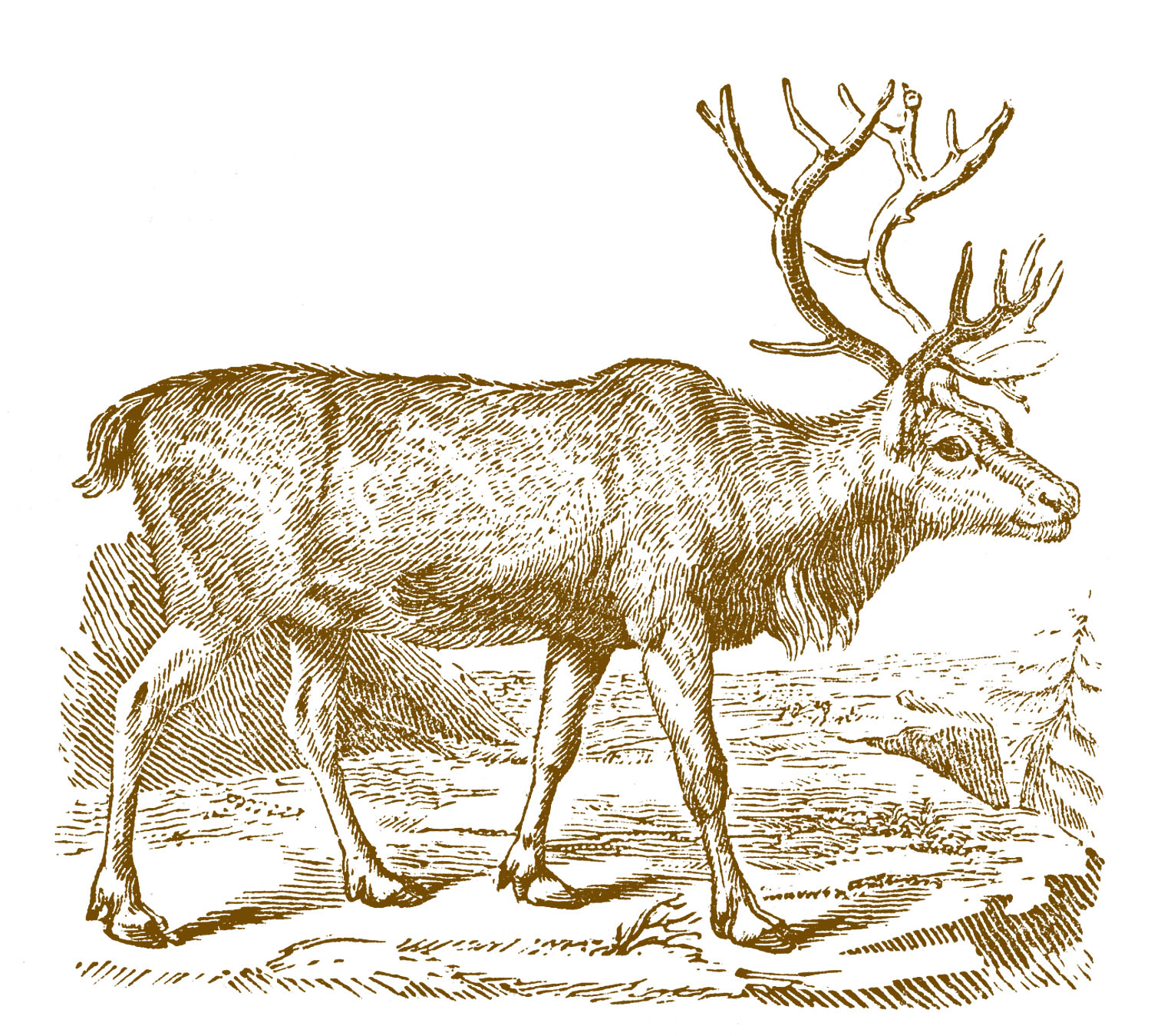 vintage deer clip art - photo #11