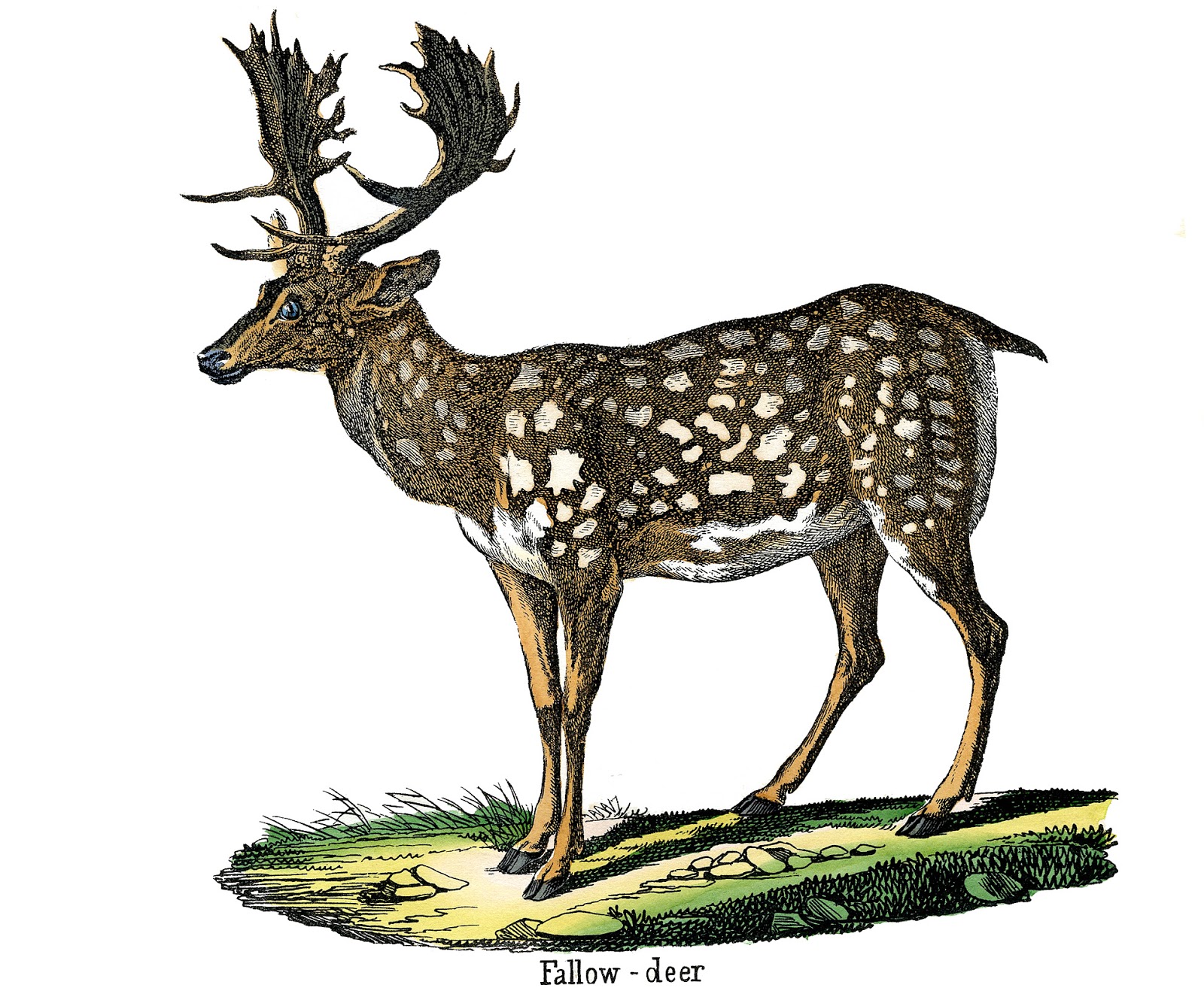 vintage deer clip art - photo #32