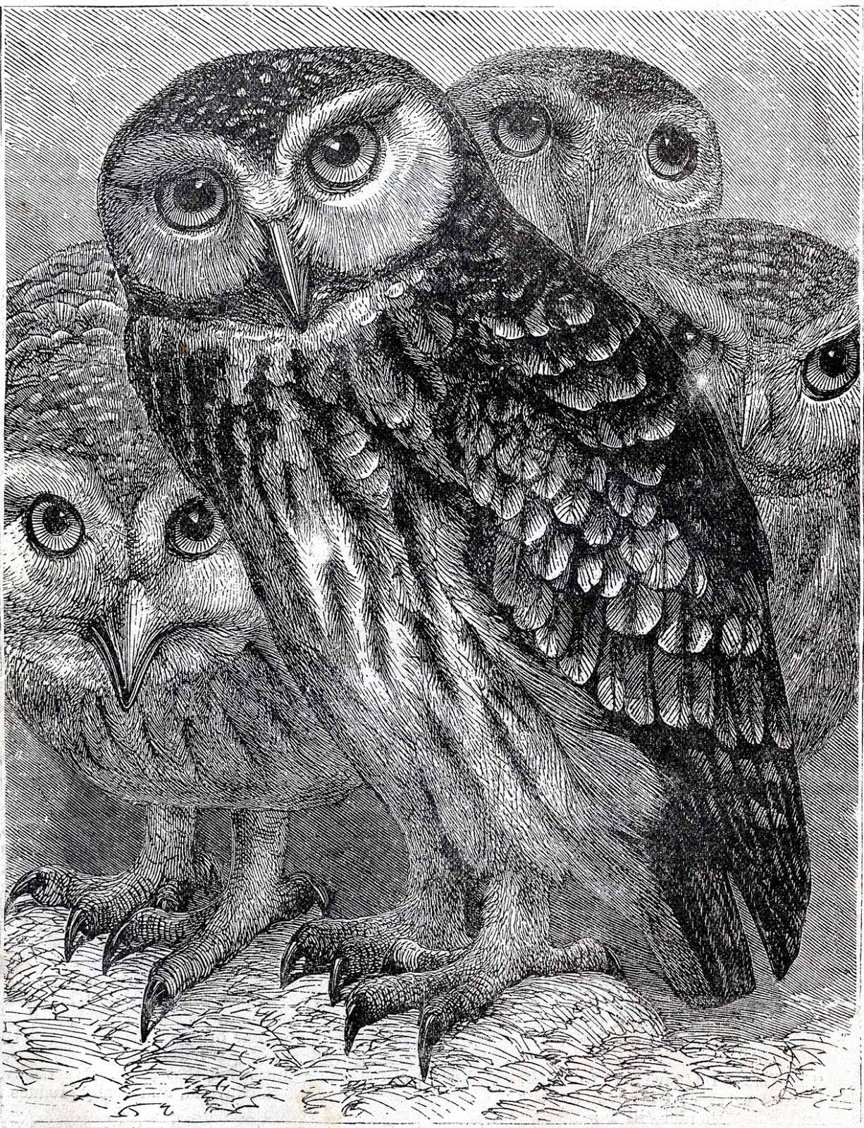Vintage Download - Wonderful Owls - Printable - The ...