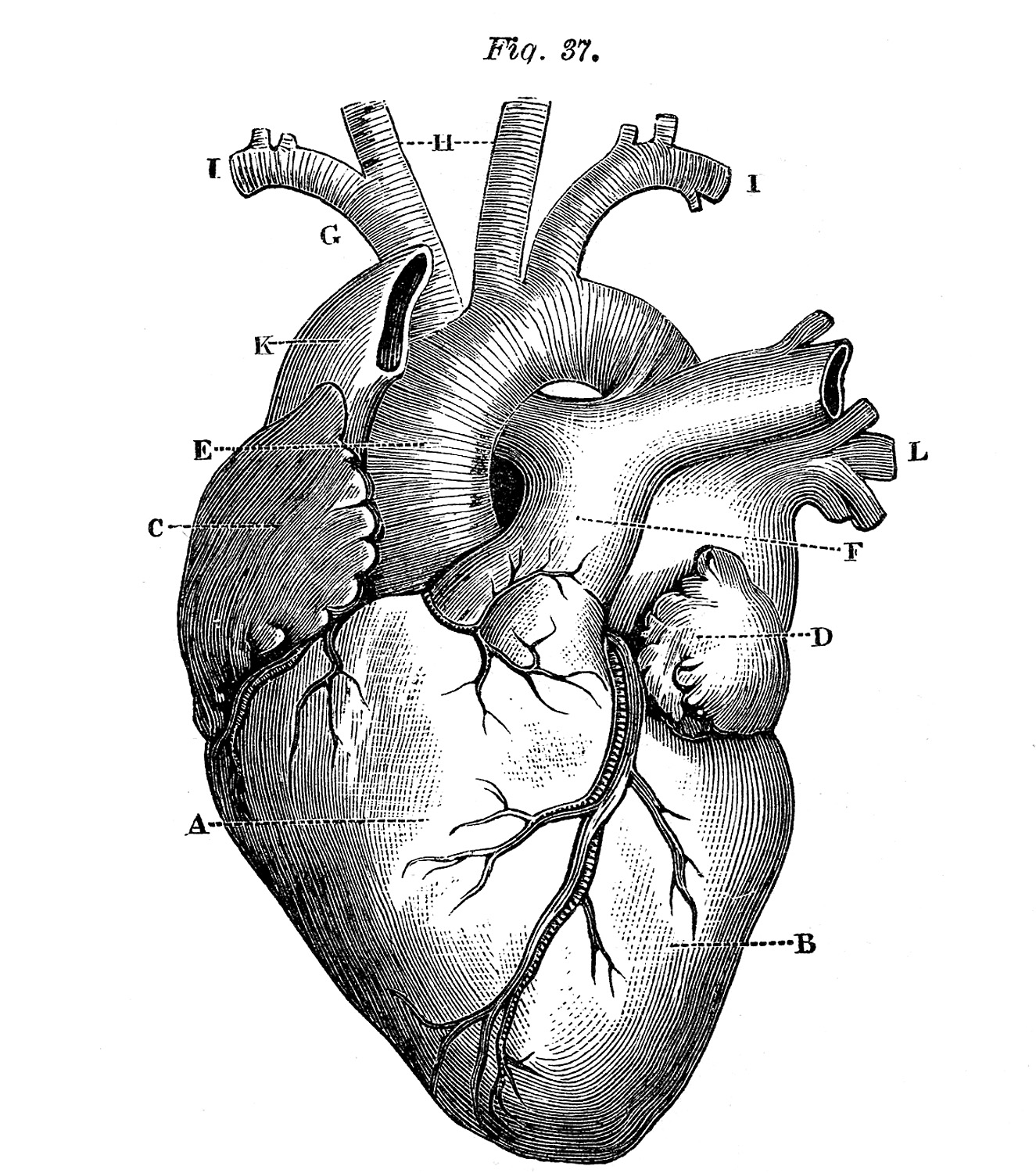 Royalty Free Images - Anatomical Heart - Vintage - The ...