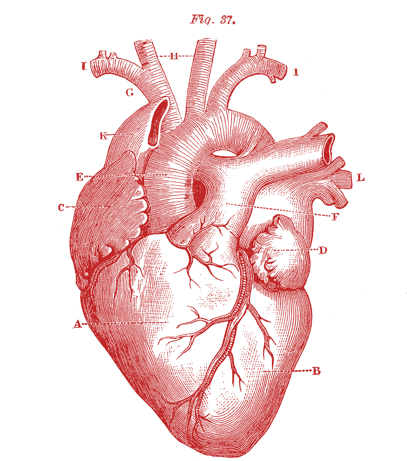 Royalty Free Images Anatomy Heart GraphicsFairy red1