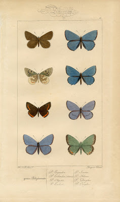 Butterfly Printable Moths Vintage Prints Royalty Free French