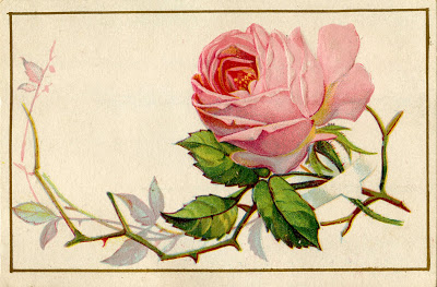 Vintage Image Old Pink Rose Cabbage Thorns