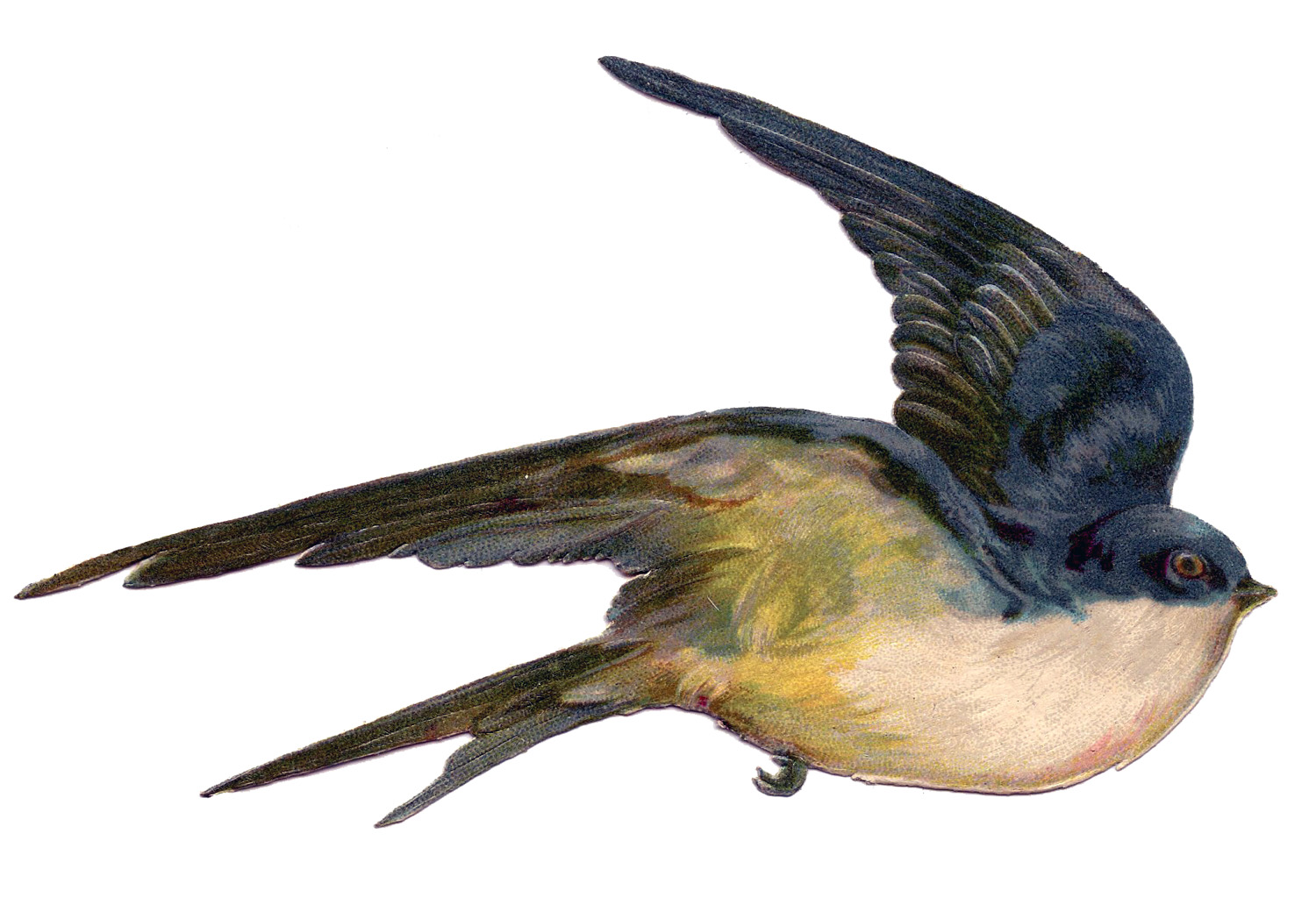 Picture Of A Swallow Bird 115