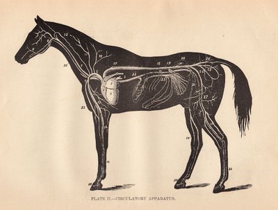 Free Graphic - Horse Anatomy Diagram - The Graphics Fairy