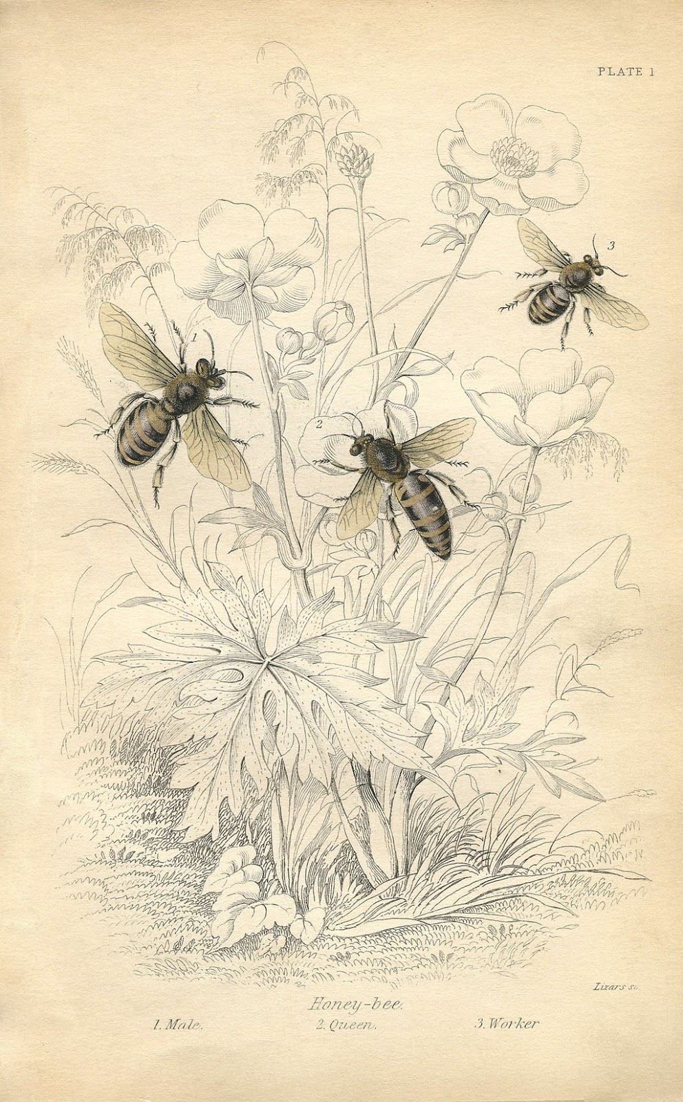 Vintage Honey Bee 99
