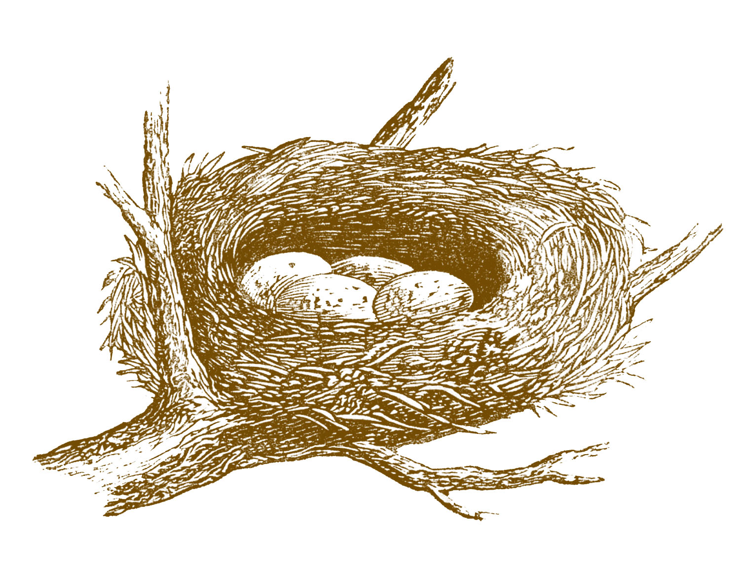 free clipart bird nest - photo #19