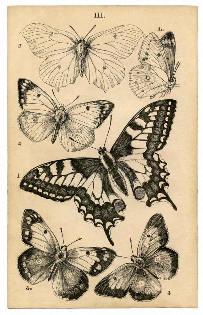 Antique Butterfly Print - Natural History - The Graphics Fairy