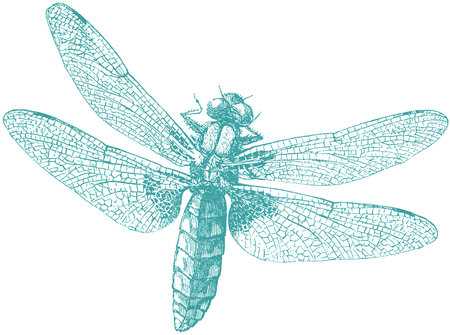 free dragonfly clipart - photo #43