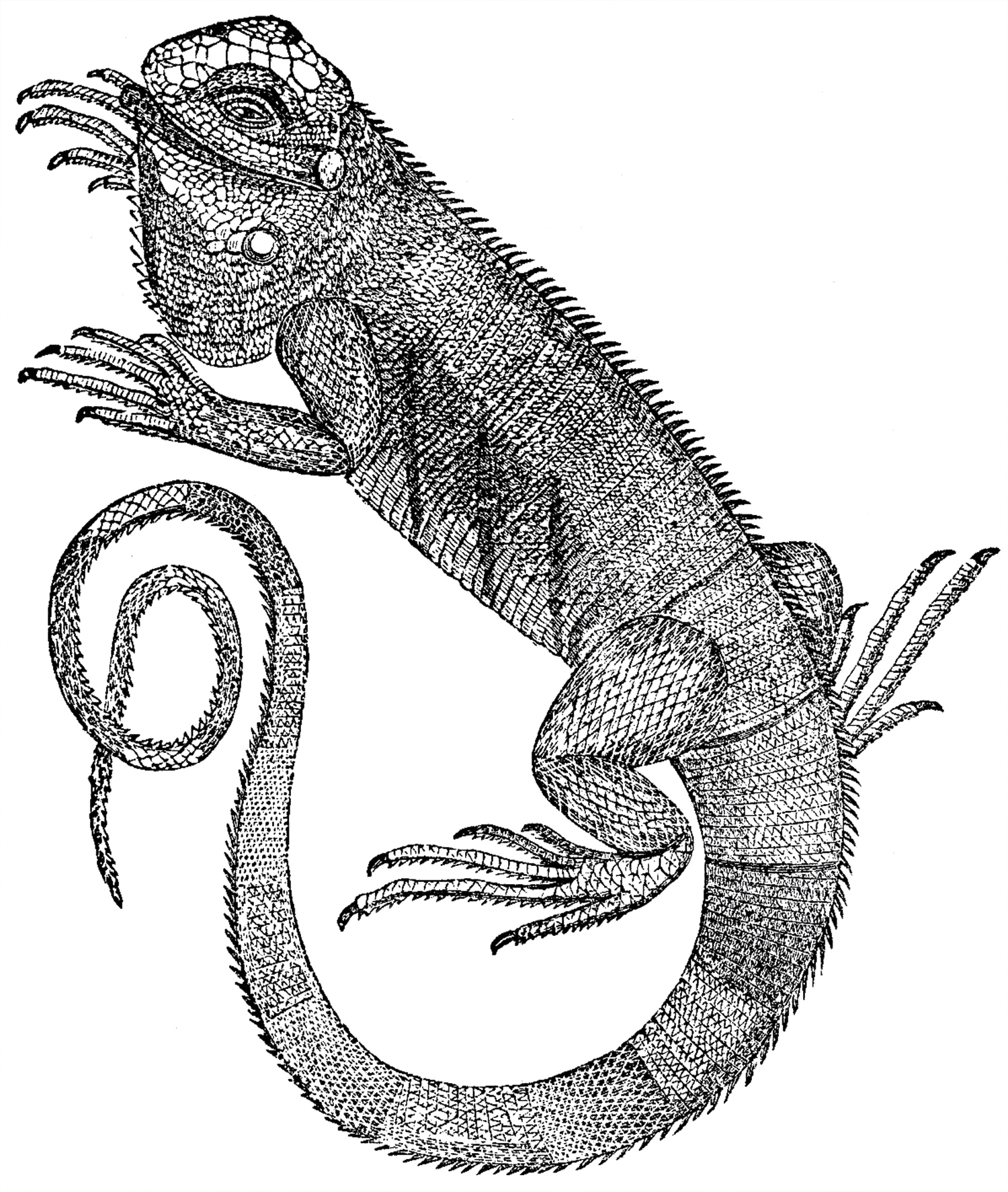 iguana drawing