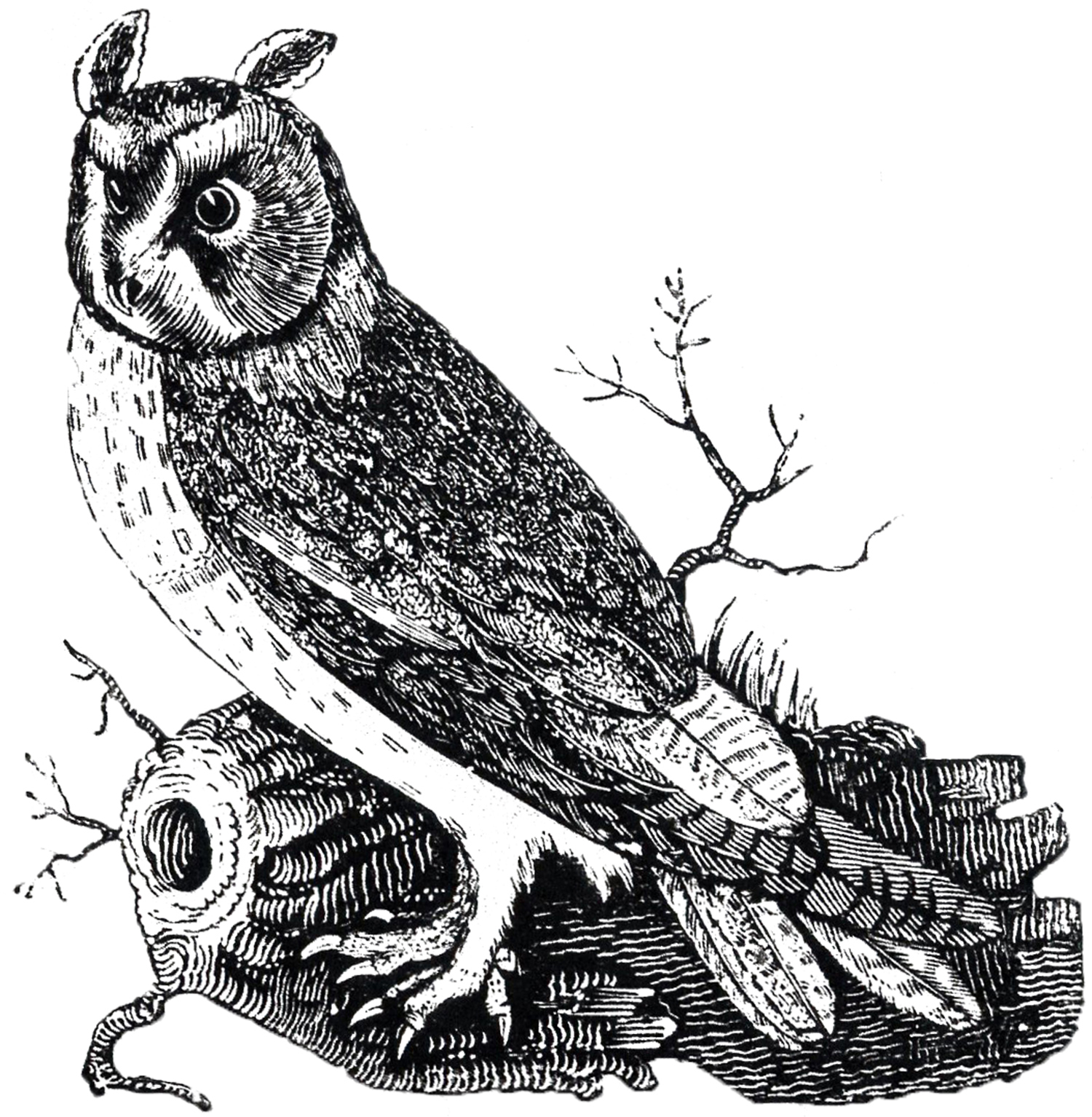 clipart vintage owl - photo #14