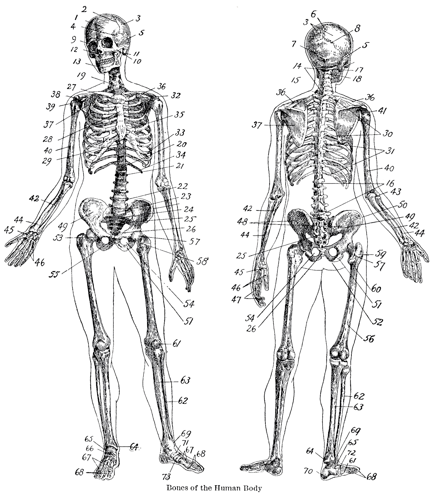 human body bones drawing