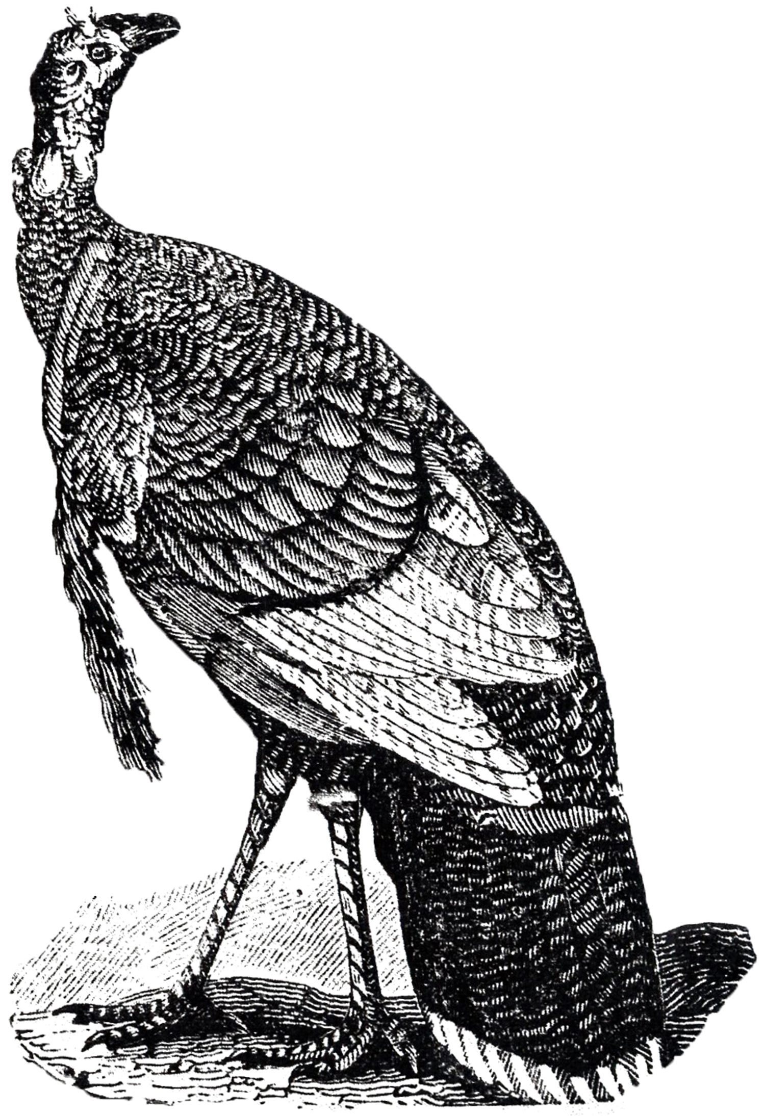old etching clipart - photo #20