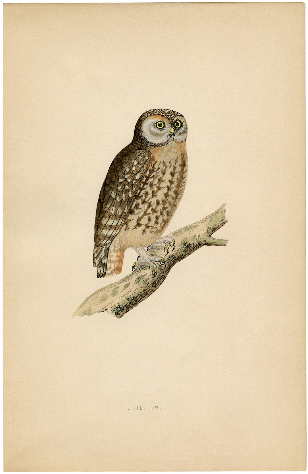 A vintage black and white illustration of a cute and chubby owl