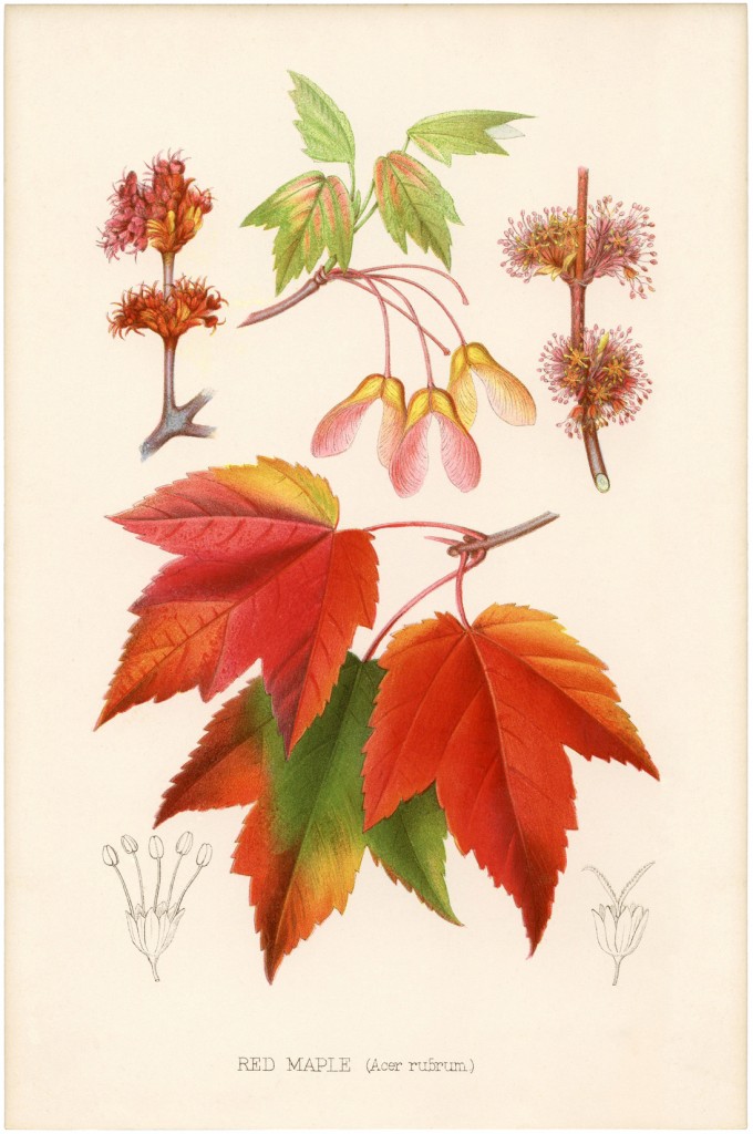 Vintage Printable Maple Leaves - The Graphics Fairy