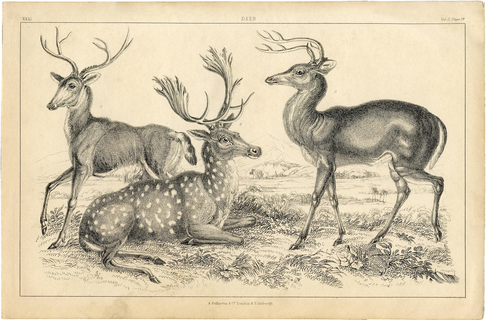 Free Deer Printable - Natural History - The Graphics Fairy