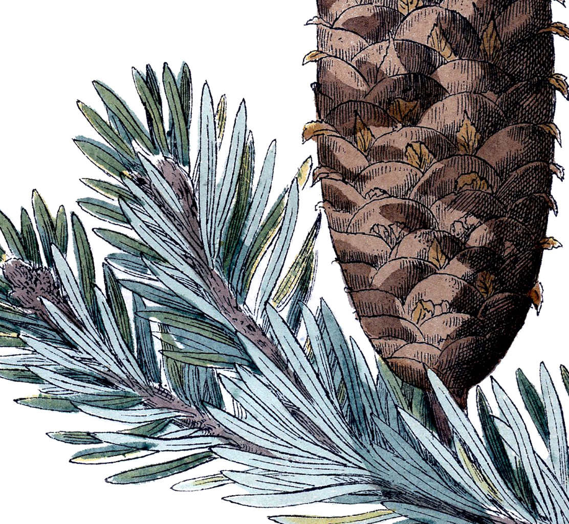 Free Pine Cone Picture - The Graphics Fairy