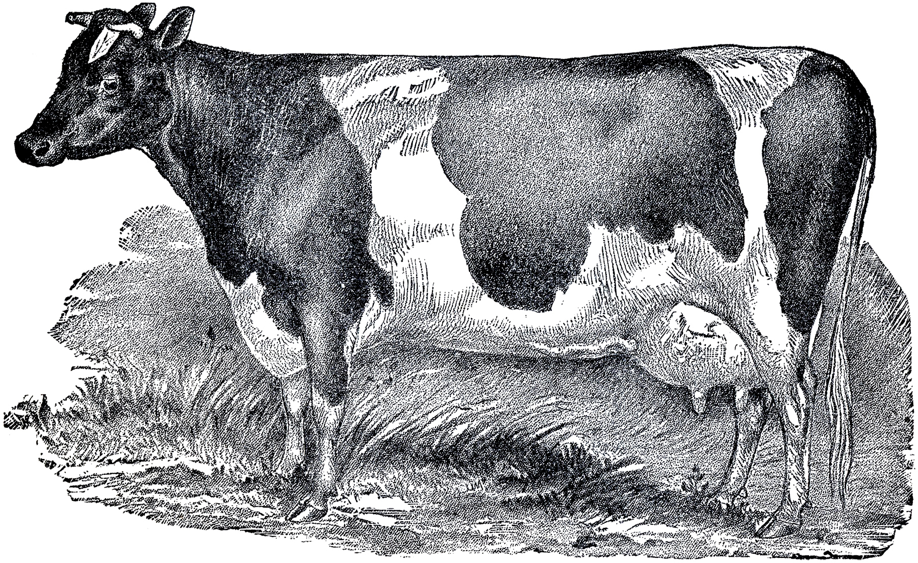 dairy cow clipart - photo #38