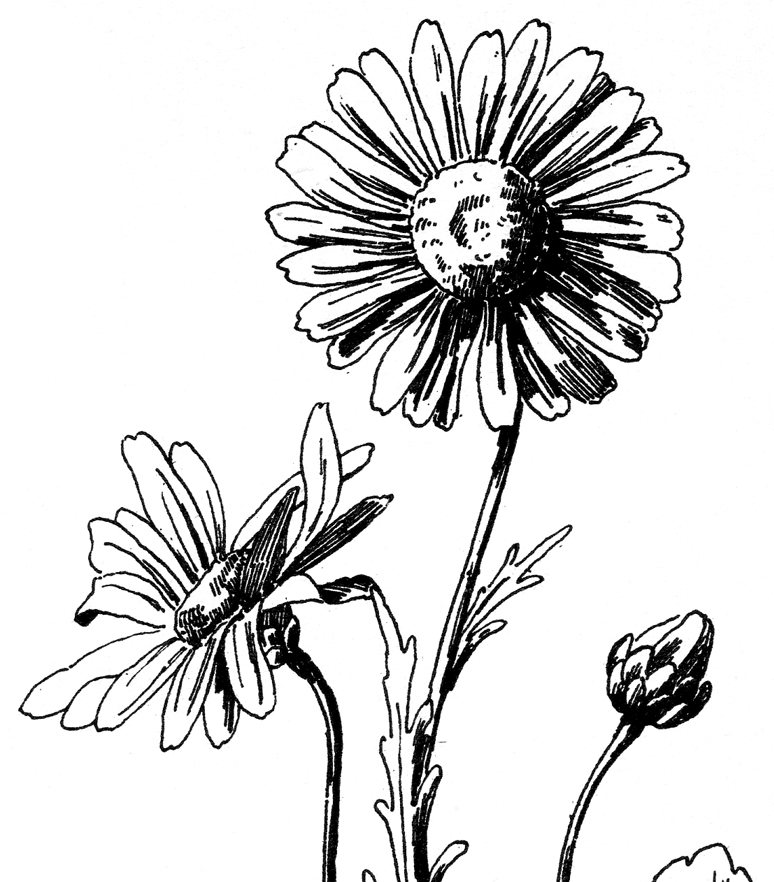 free black and white daisy clipart - photo #38