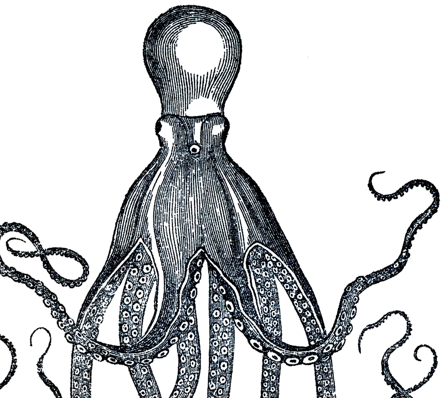 vintage octopus clipart - photo #8