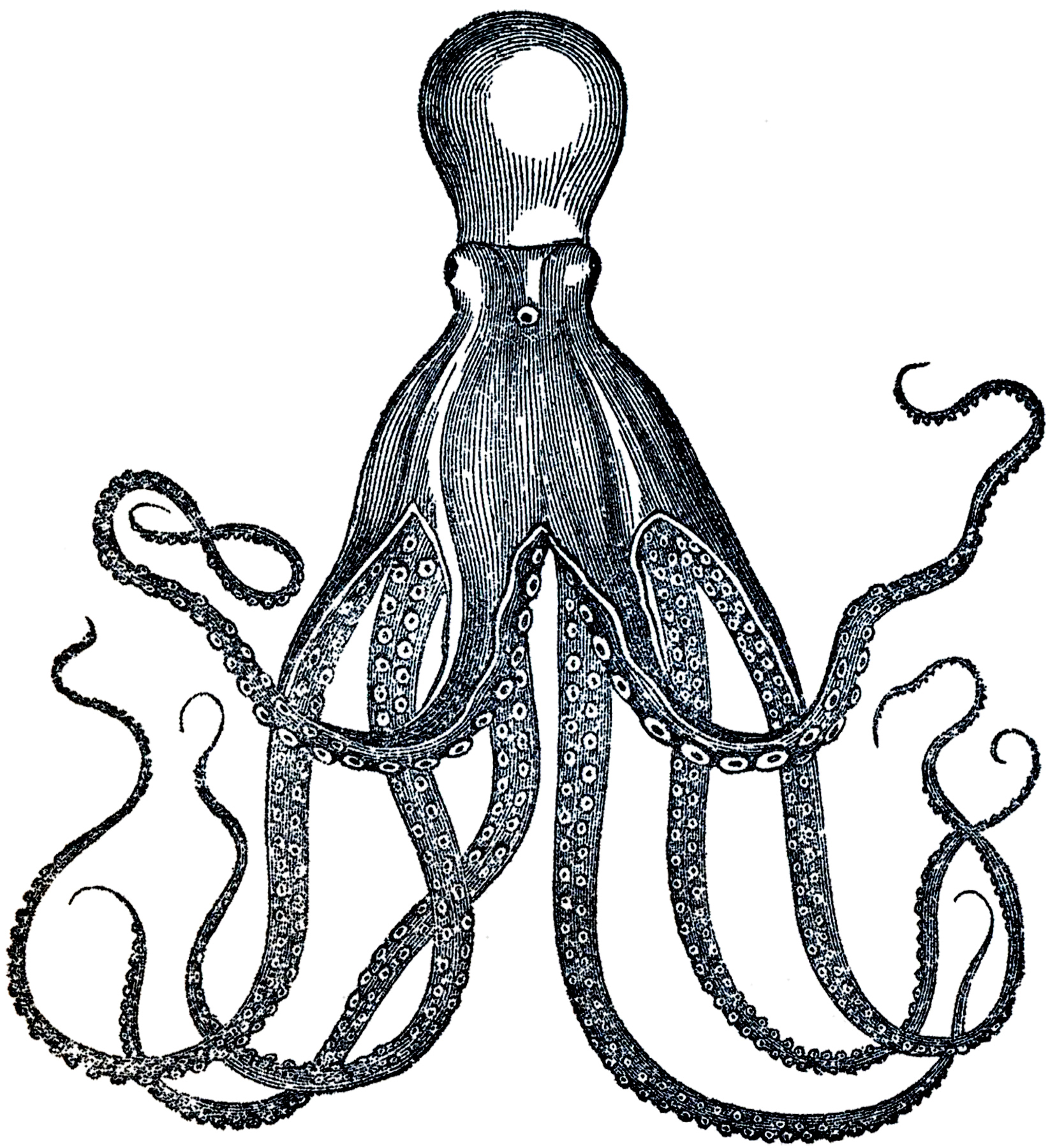 vintage octopus clipart - photo #2