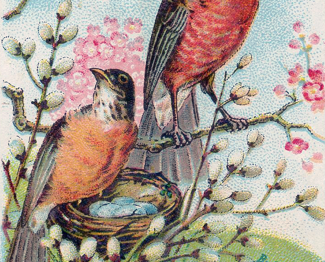 robin's nest clip art - photo #12