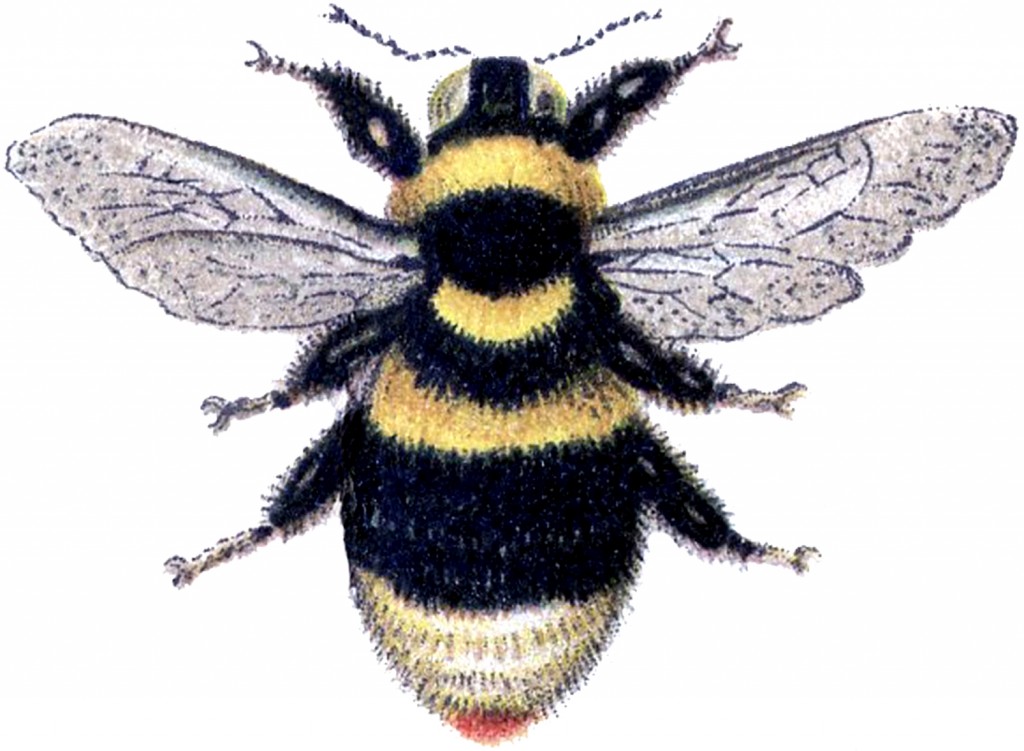 bumble bee clip art images - photo #33