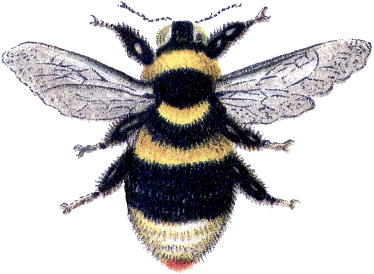 Marvelous Bumblebee Clip Art Image! - The Graphics Fairy