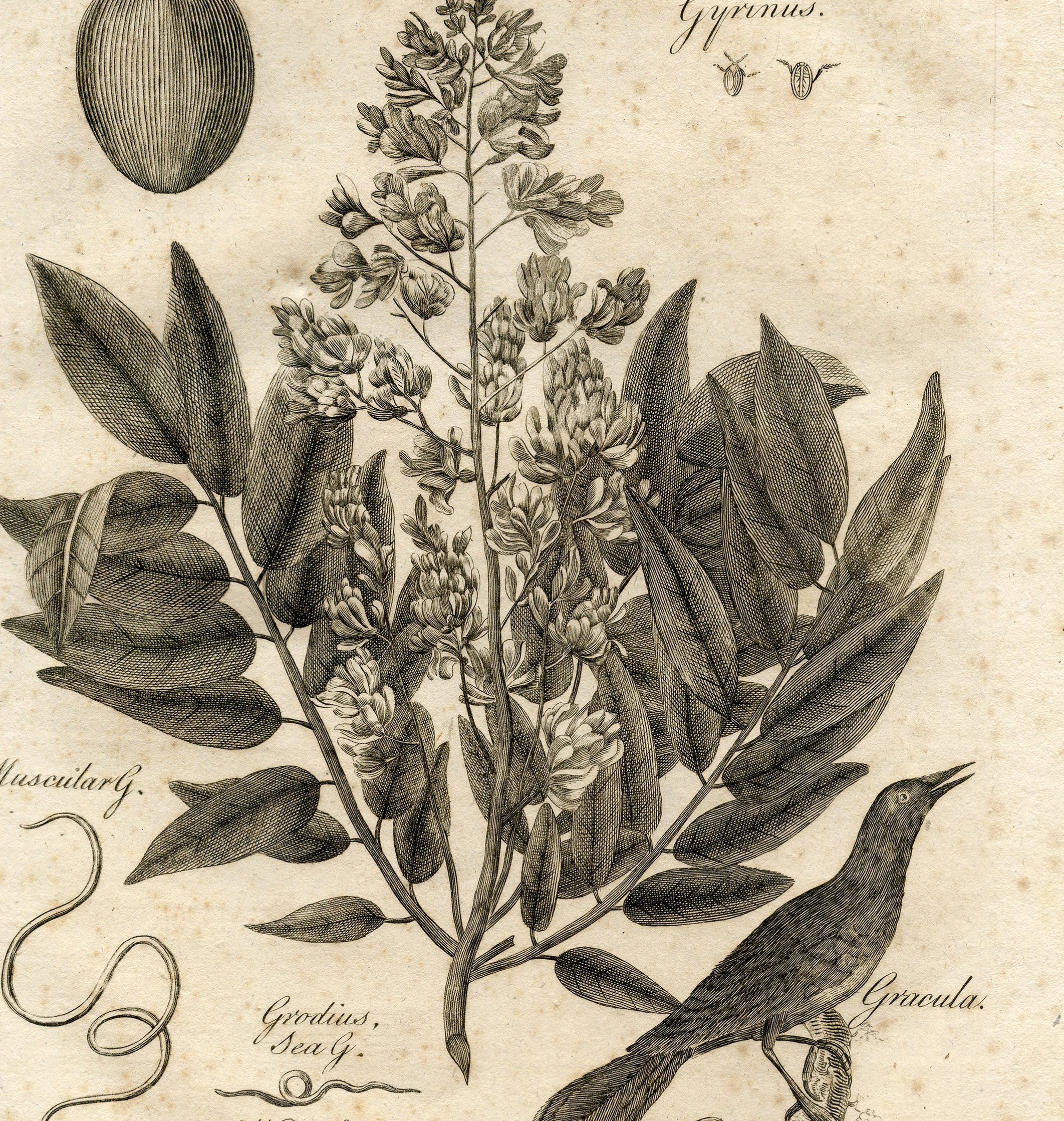 Fabulous Early Botanical Printable! Botany - The Graphics Fairy2124 x 2238