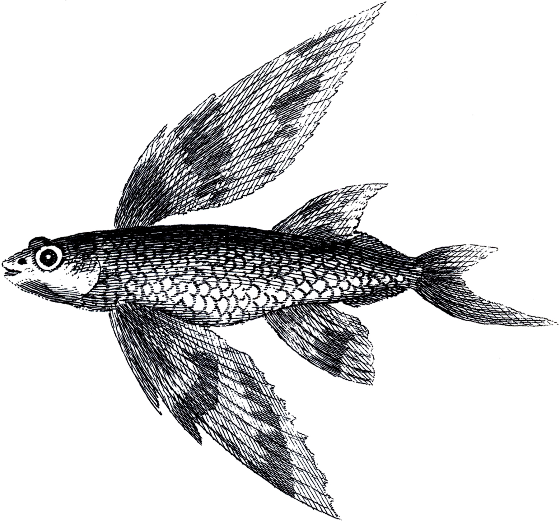 clipart flying fish - photo #47