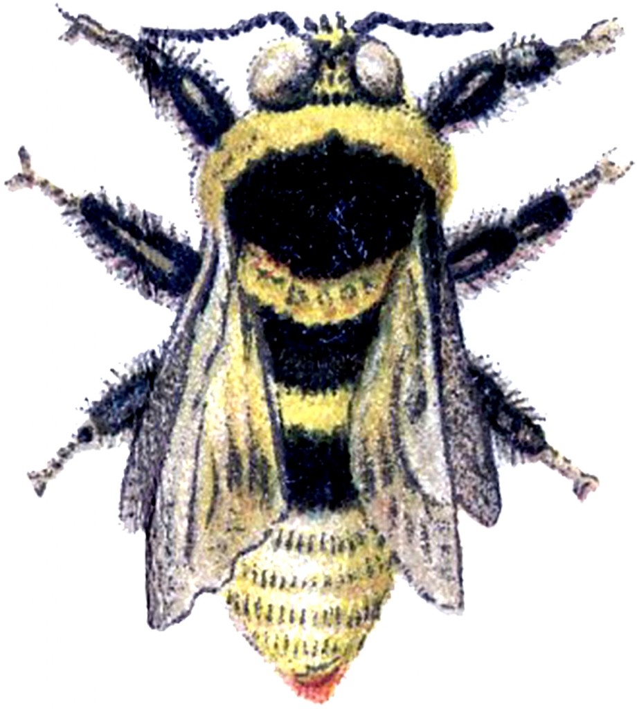 vintage bee clip art - photo #10