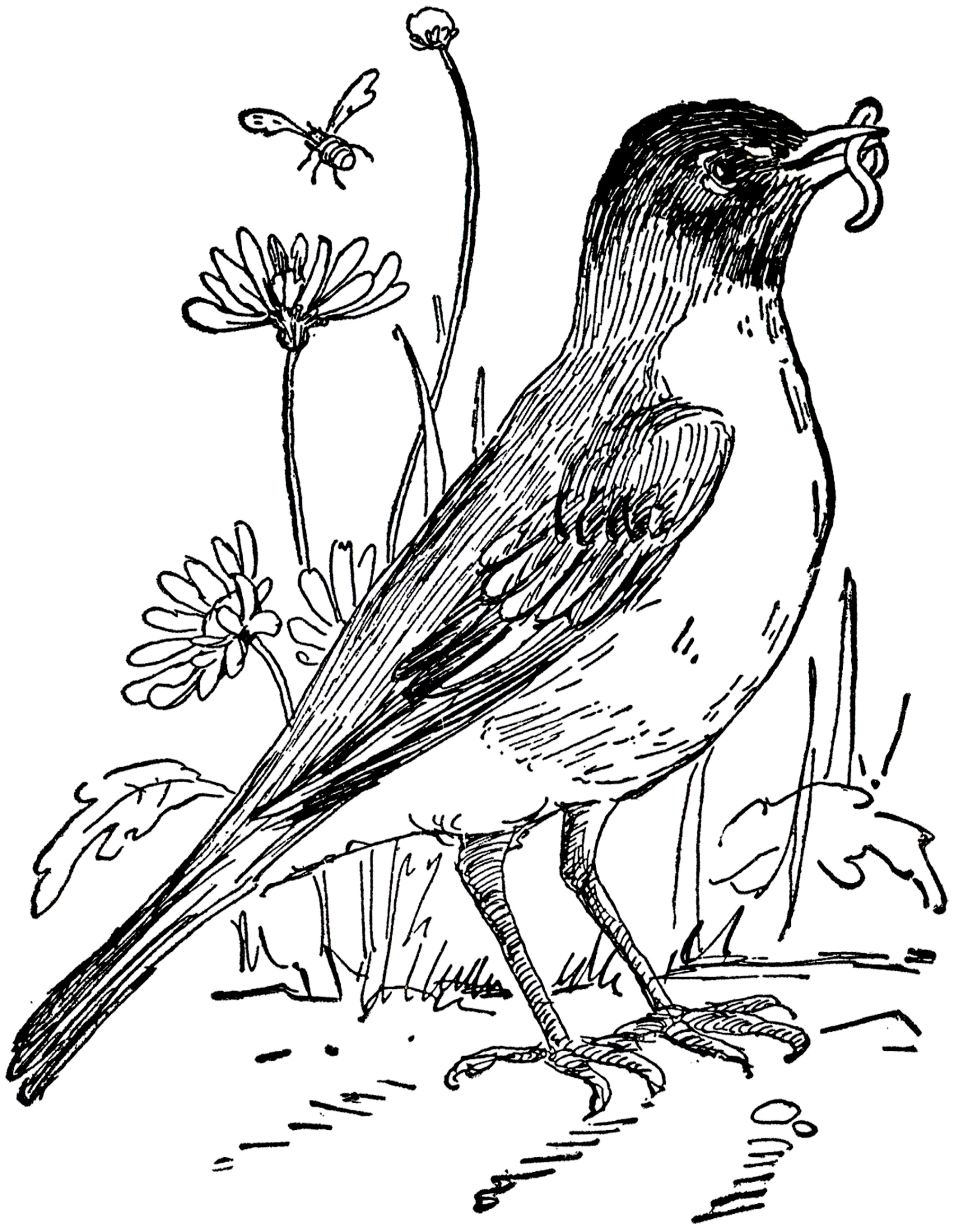 Vintage Bird Drawing 113