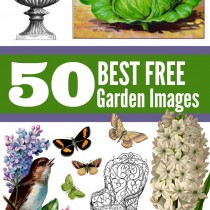 graphics fairy 50 best free garden images