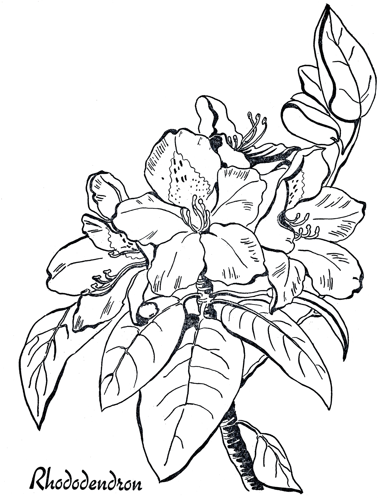 coloring pages for rhododendron - photo #3