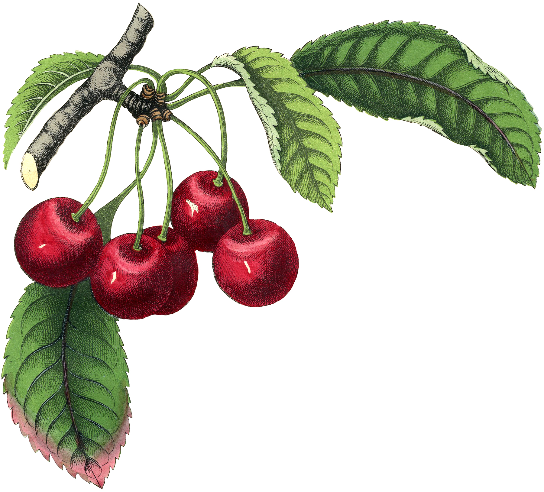 free clip art cherries fruit - photo #49