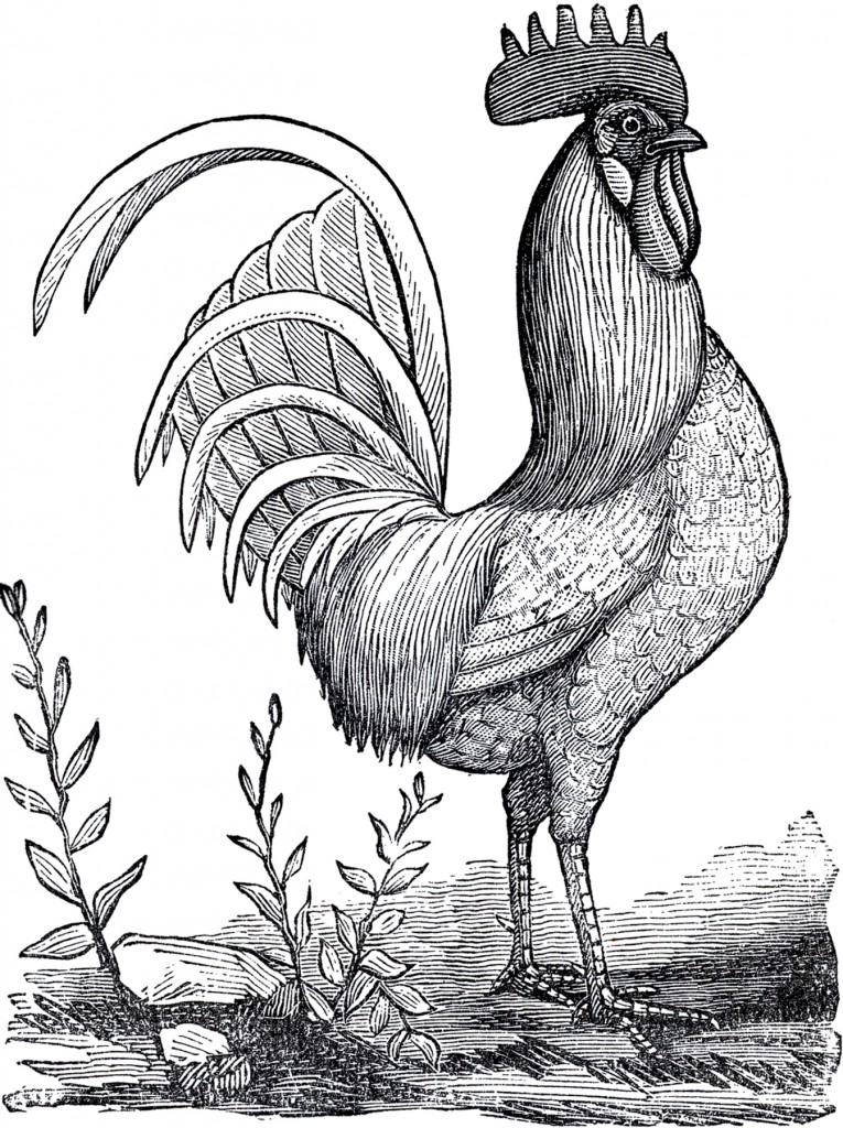 Public Domain Rooster Image! - The Graphics Fairy
