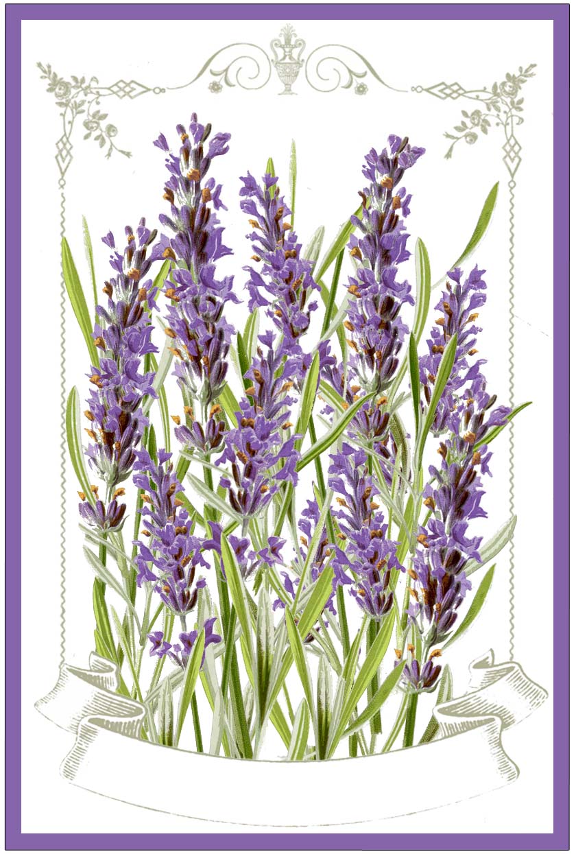 lavender-labels-printable-the-graphics-fairy