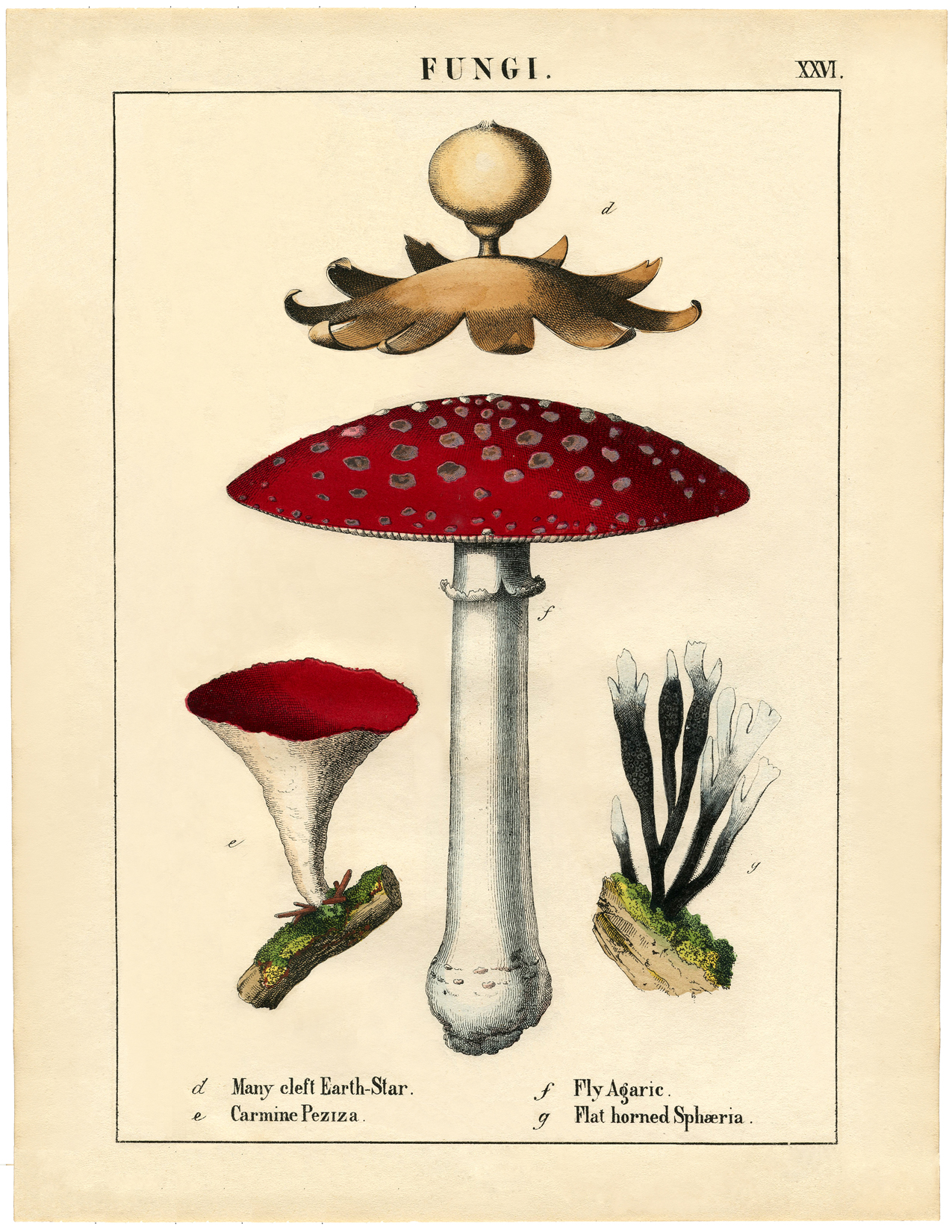 Botanical Mushroom Printable! The Graphics Fairy