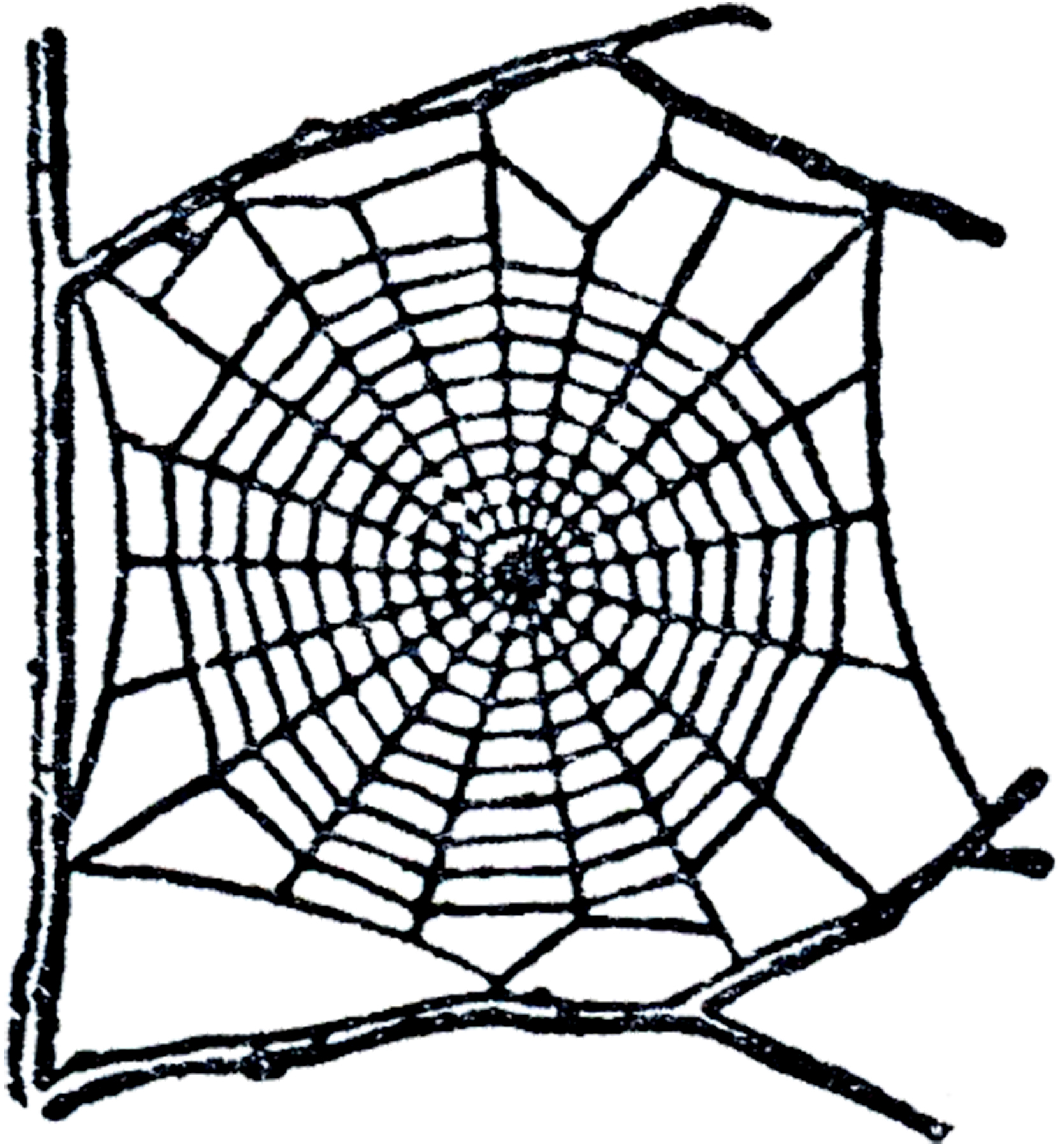 Free Spider Web Clip Art! - The Graphics Fairy