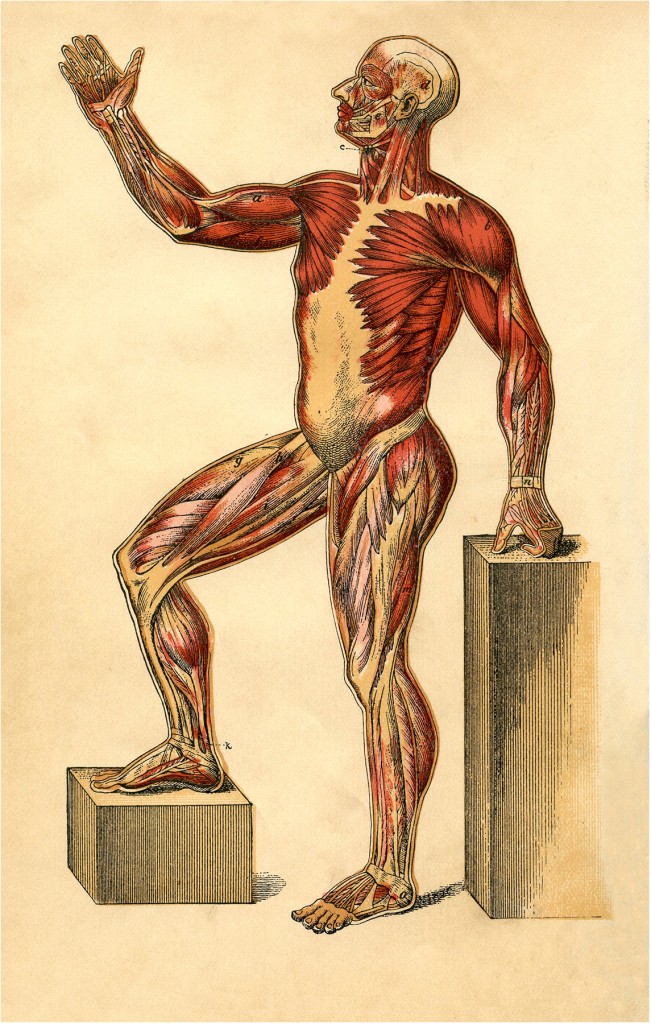 Download this Muscle Man Image Shown... picture