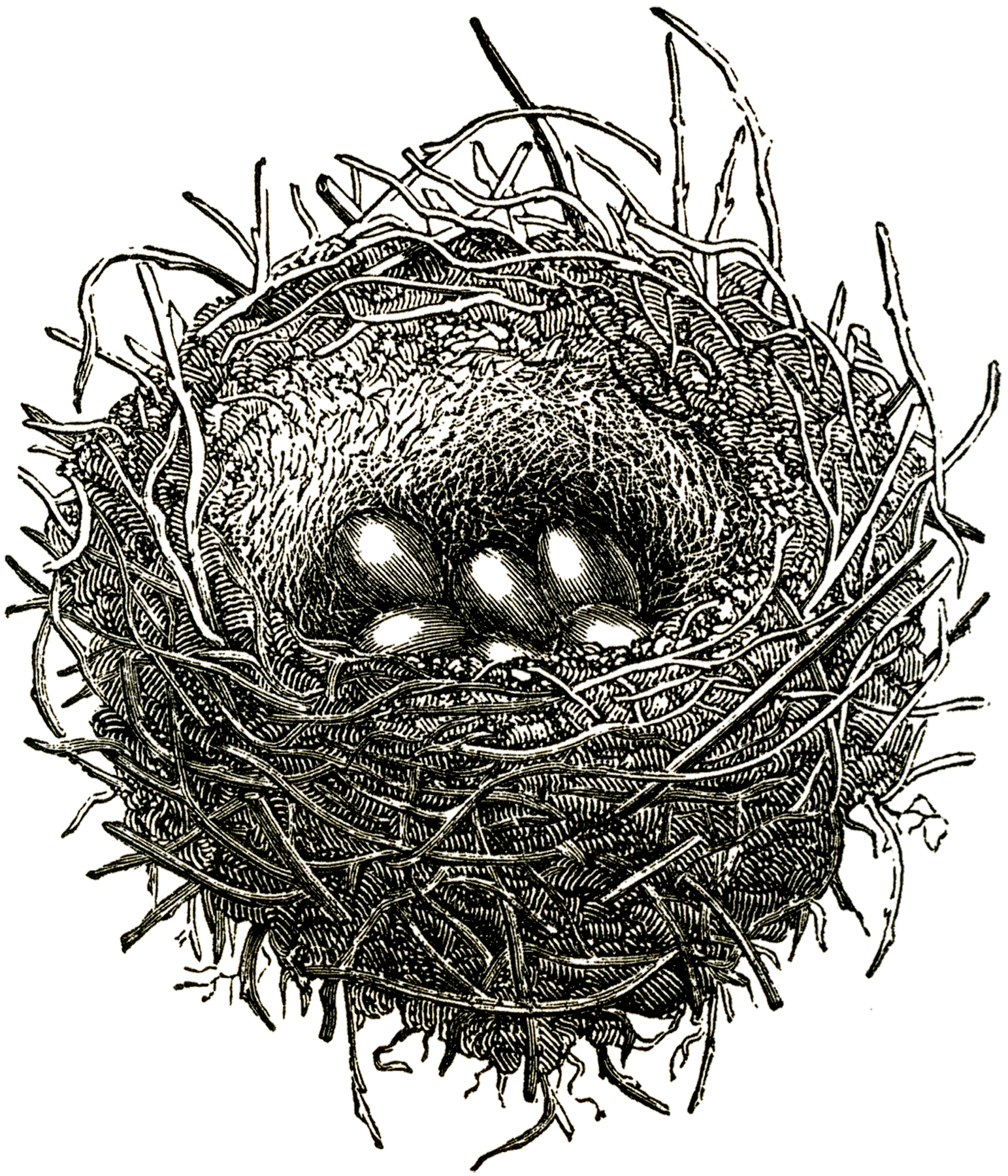 Public-Domain-Bird-Nest-Image-GraphicsFa