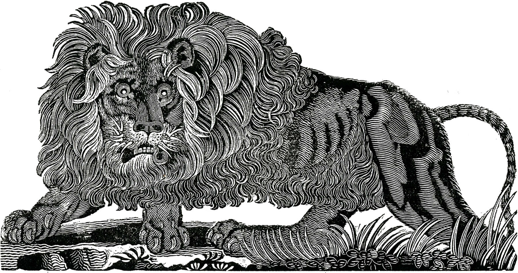 Free-Public-Domain-Lion-Image-GraphicsFairy.jpg