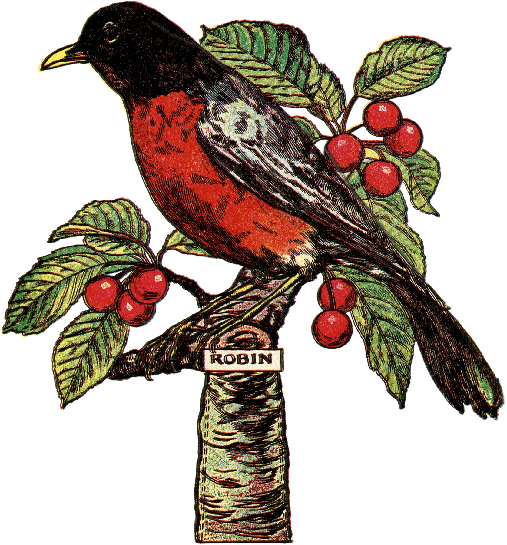 robin's nest clip art - photo #50