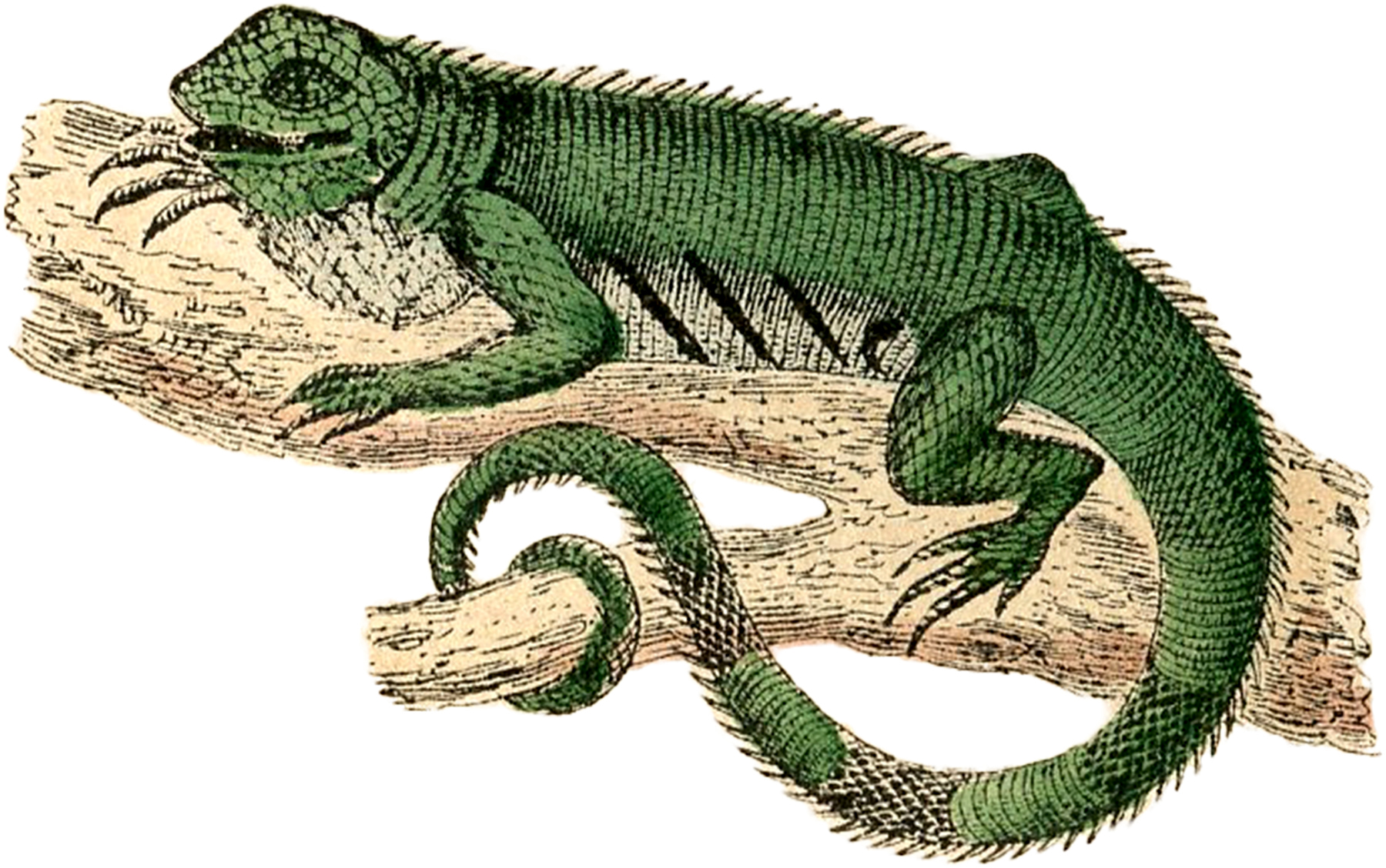Free Public Domain Lizard Image! - The Graphics Fairy