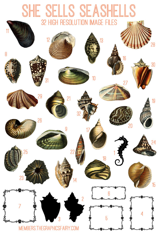 Gorgeous Seashells Image Kit - TGF Premium! - The Graphics Fairy