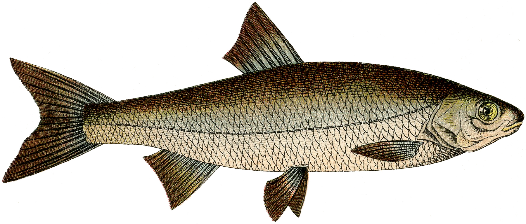 fish in clipart - photo #43