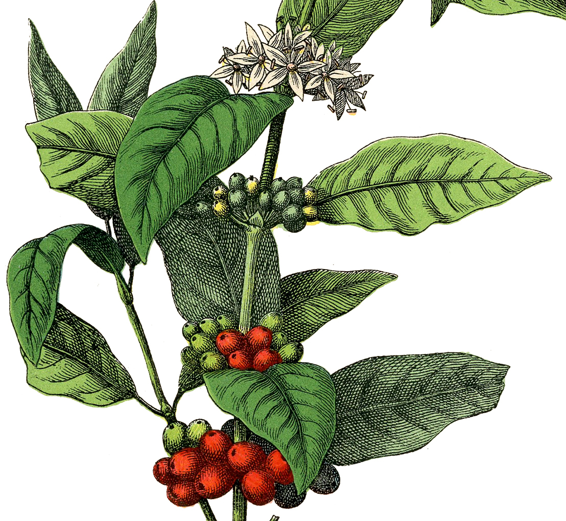 coffee plant clip art - photo #5